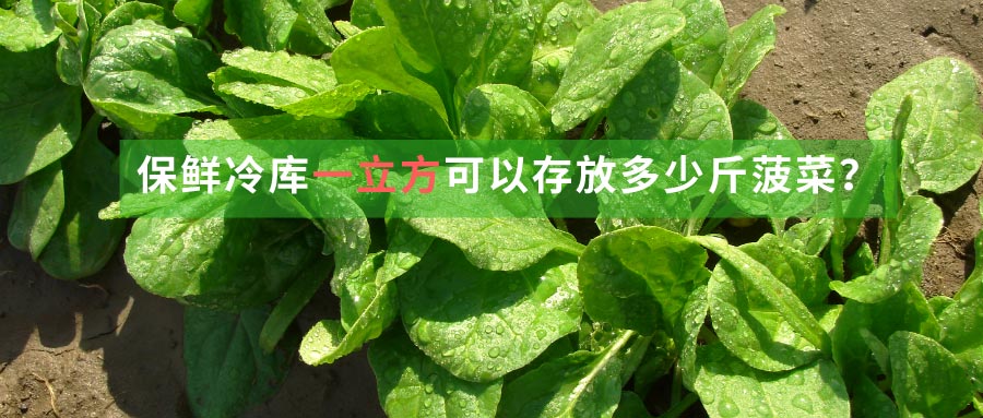 菠菜保鮮冷庫(kù)一立方可以存放多少斤菠菜？