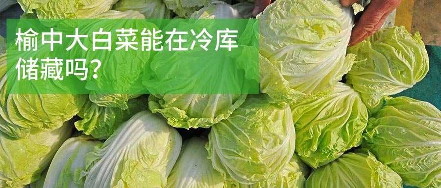 榆中大白菜冷庫(kù)儲(chǔ)藏