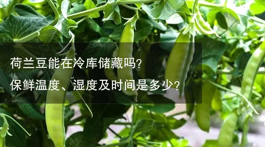 荷蘭豆能在冷庫儲(chǔ)藏嗎？保鮮溫度、濕度及時(shí)間是多少？