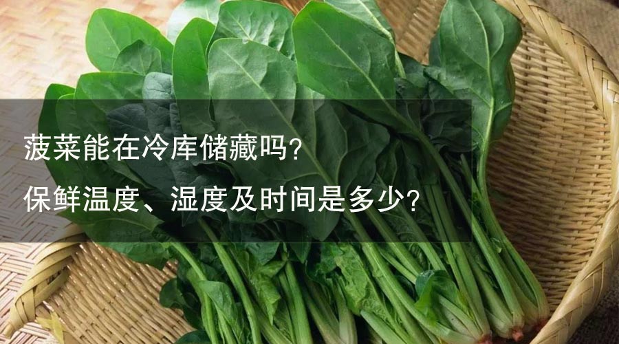 菠菜能在冷庫(kù)儲(chǔ)藏嗎？ 保鮮溫度、濕度及時(shí)間是多少？