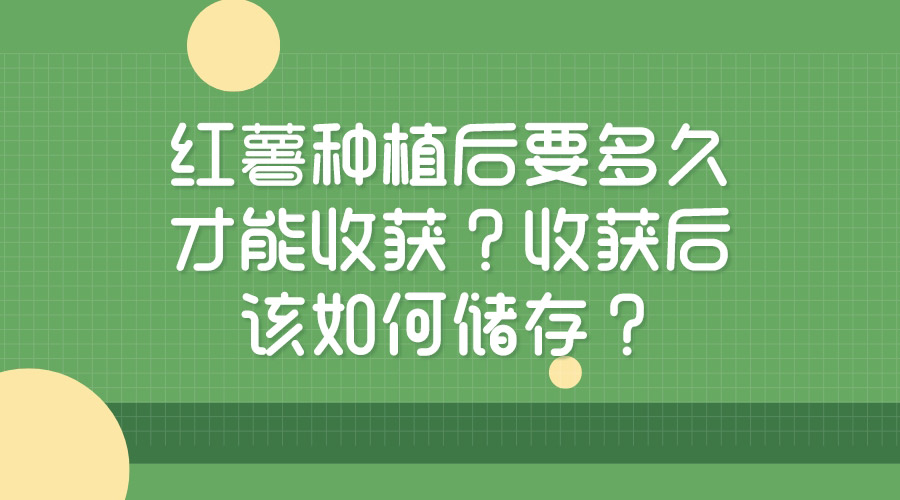 紅薯種植后要多久才能收獲？收獲后該如何儲存？