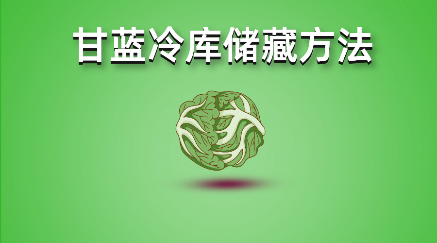 包菜（甘藍(lán)）冷庫儲(chǔ)藏技術(shù)