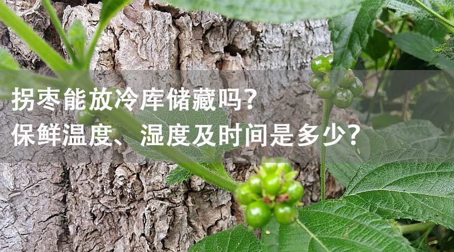 拐棗能放冷庫儲(chǔ)藏嗎？保鮮溫度、濕度及時(shí)間是多少？