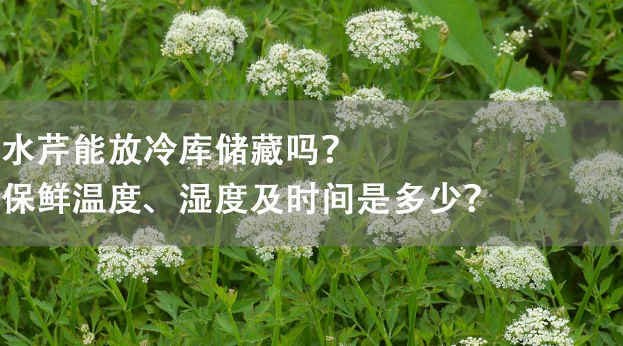 水芹能放冷庫(kù)儲(chǔ)藏嗎？保鮮溫度、濕度及時(shí)間是多少？