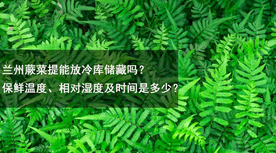 蘭州蕨菜提能放冷庫儲藏嗎？保鮮溫度、相對濕度及時間是多少？.jpg