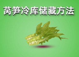 萵筍冷庫(kù)儲(chǔ)藏方法介紹，保鮮一個(gè)月不變質(zhì)！