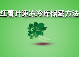 紅薯葉速凍冷庫儲(chǔ)藏方法詳解，長期保鮮效果好！