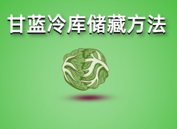 包菜（甘藍(lán)）冷庫儲(chǔ)藏技術(shù)分享，保鮮期可達(dá)3個(gè)月！