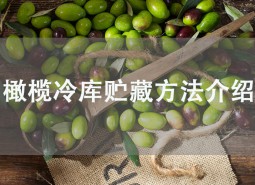 橄欖果在冷庫可以貯藏多久？這樣做保鮮2個(gè)月！