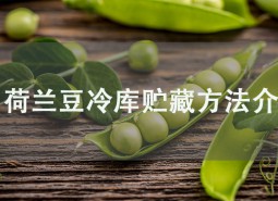 荷蘭豆冷庫貯藏方法介紹，學(xué)會(huì)此招保鮮2個(gè)月！